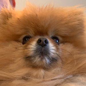 Meet your Posher, Maren